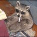 Depressed Raccon (@Gab0t0) Twitter profile photo