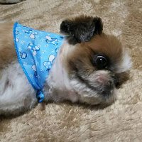 競馬中穴単勝1点勝負! (@chiyuanatanshiy) 's Twitter Profile