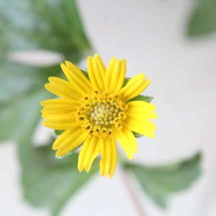 prakruti_n's profile picture. Nature Lover