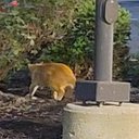 Steve - @TomBrad9488 - Twitter