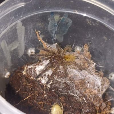 MarcelMasztako5's profile picture. hoduje pająki, interesuje się terrarystyka oraz lubię jeździć na mtb i deskorolce