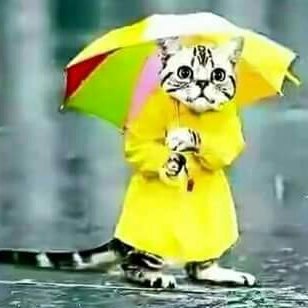 Mojahidulashik1's profile picture. Follow Back 100% 100% 100%