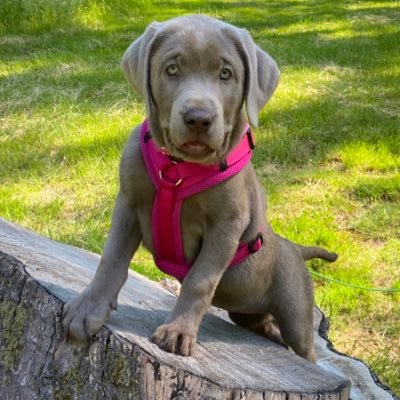 Labbi-Mädchen aus der Eifel von Mama und Papa, lebe mit denen und ihren Pubertieren Friedrich & Friedrich in Köln 🌈🐾 Lerne noch 🐶🇩🇪🇫🇷