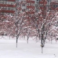 Madiha Nawaz (@55740308madiha) 's Twitter Profile Photo