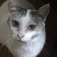 JQ1SDJ/つくばTT602 (@jq1sdj) Twitter profile photo