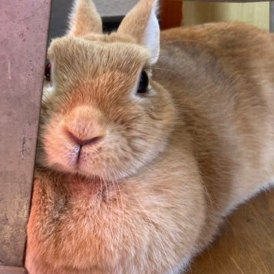 18k24kh's profile picture. 冥王星強め蠍座