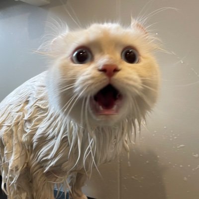 f5NUWec2JEOS1X8's profile picture. 始めました。