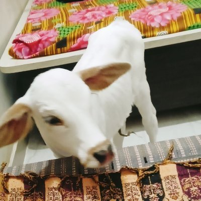 PoonamchandKu11's profile picture. Royal farmer Boy