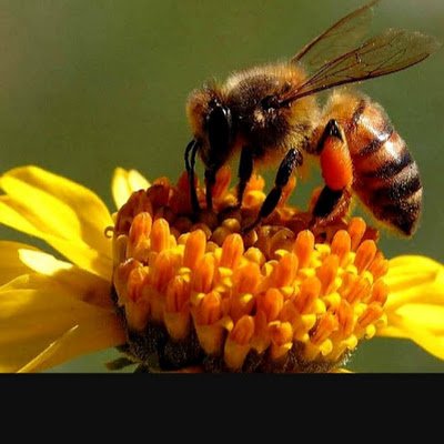 OImindra's profile picture. 