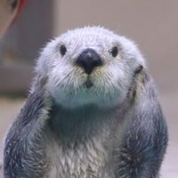 Racco (@raccomoon) 's Twitter Profile