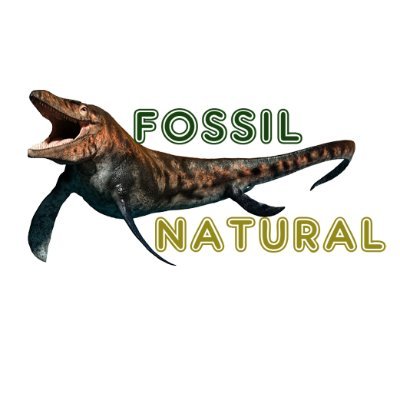 fossilnatural's profile picture. best store for original fossils minerals
