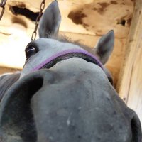 IH(@IH_horsephoto) 's Twitter Profile Photo