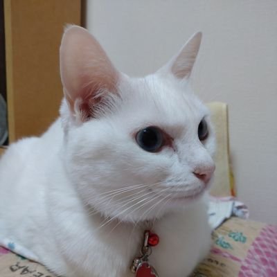 猫とDIRENGREYとsukekiyoとPetitBrabanconが好きです

無言フォロー失礼します🐱