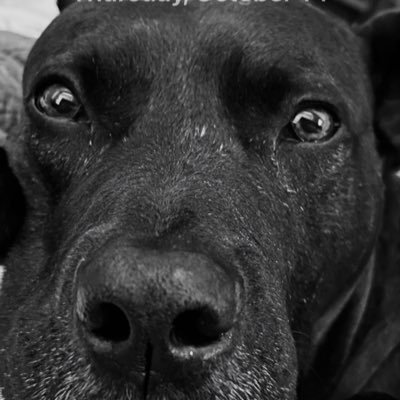 Bourbon4me2's profile picture. Husband, Dad, member of Big Blue Nation. Living behind enemy lines in the 502 - Go CATS! What bourbon can't cure there is no cure for. #MAGA #2A