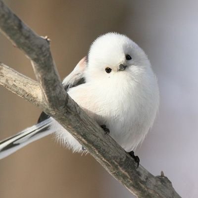 コタロウさんのプロフィール画像