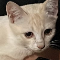 ดุ๋ย🐈‍⬛ (@mymoddk) 's Twitter Profile