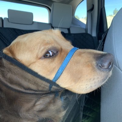 Fan account bringing you all the live coverage of #OperationNachoRun, transporting Nacho from @tine_theherd to @TheGoldenRatio4