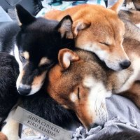 Sabine - Shiba CK(@shibainu_CK) 's Twitter Profile Photo