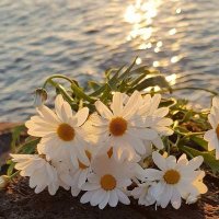 .. (@_peace1_) 's Twitter Profile