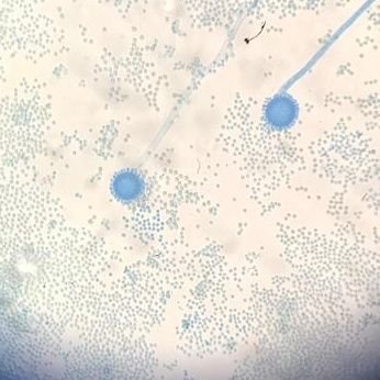 DrDhakna's profile picture. As pretty as Fiona after she chose Shrek