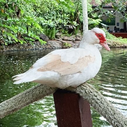 DianOcampo1's profile picture. Just the wrong amount of idiocy and immaturity 😩👌