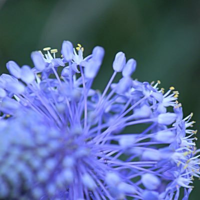 ぽつーんと野の花さんのプロフィール画像