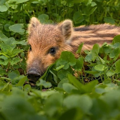 行者です