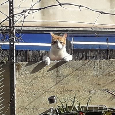 veisenseveinat's profile picture. amant violent de l'absurd. tertulià de tv3