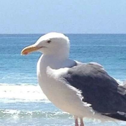 Gary the seagull