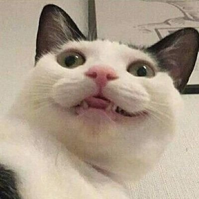 Cattoさんのプロフィール画像