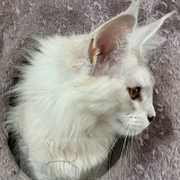Angel-of-Mömpelgard (@ofmoempelgard) 's Twitter Profile