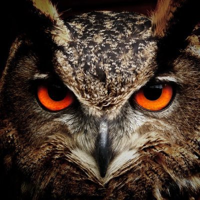 ChartingOwl's profile picture. No financial advice! Do your own research.