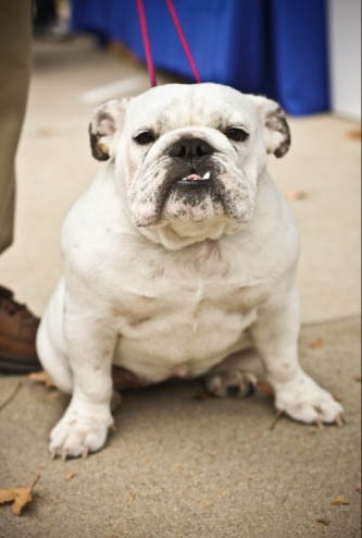 alicebdog's profile picture. I am an English Bulldog born March 2010. I live with one terror - I mean terrier - Pearl the Cairn.