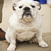 Alice (@alicebdog) 's Twitter Profile