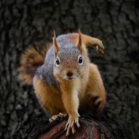 Suzanne Squirrell (@squirrell_s) 's Twitter Profile