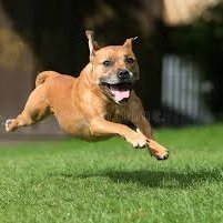 Supporting good health for dogs and cats at every stage of life.
#AdoptDontShop
Let us write your pet blog posts. Email: hallebose@gmail.com.