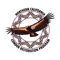 Northern California Condor Restoration Program(@YurokCondors) 's Twitter Profile Photo