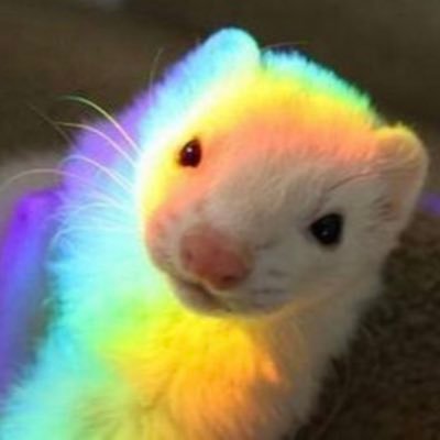 I retweet ferrets! 🐾🐭  フェレットをリツイートするのが好きです！