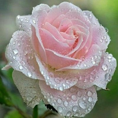 alabda62885769's profile picture. معلمة قران سعوديةللأمهات والجدات وصغارالسن شعاري ألقن بالصبرأوقات الحلقة ٢٤ساعة مفتوح أرحب بالخاتمات والتاليات أنشروحسابي تؤجروسجلوفي الحلقة فردية وليست مجموعة