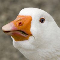 Goose Cheezy(@GooseCheezy) 's Twitter Profile Photo