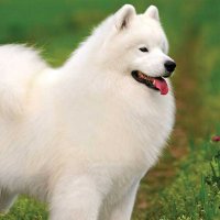 Sage Samoyed (@sagesamoyed) 's Twitter Profile