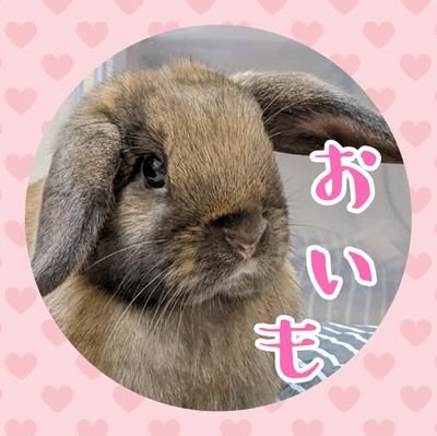 2021年7月8日生まれホーランドロップの女の子です🐰トータス♥️体重約1.6キロの小顔ガール🍀2021年10月10日に我が家にやってきました☺️
うさぎ飼いの方仲良くしてくださいね🎀