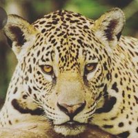 João Vitor (@jvcl240105) 's Twitter Profile