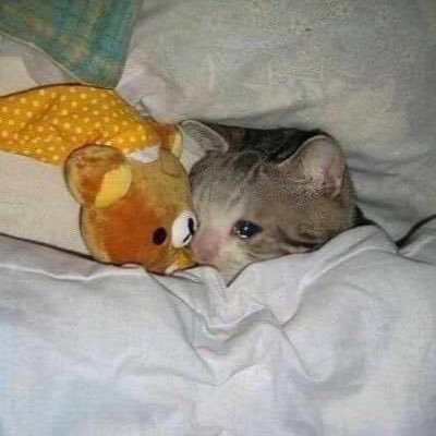 sleepyjesspriv's profile picture. hi :) (22)