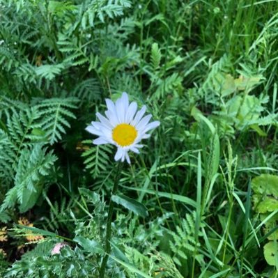 A group of like minded people keen to work together to maintain and enjoy the beautiful Holders Woods and surrounding area along the River Rea.