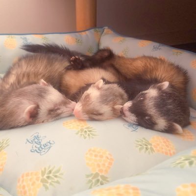 ふみさんのプロフィール画像