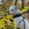 SherstonTea's profile picture. Once was the owner of Sherston Tea that sadly no more it has moved on. Wanted to travel the EU with Aria(dog) who has EU passport!