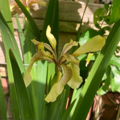 Sheffield Open Wildlife Gardens