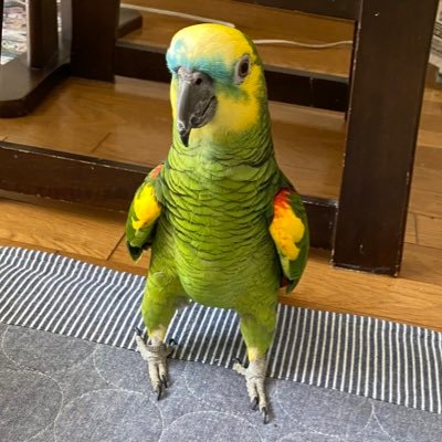 angieさんのプロフィール画像