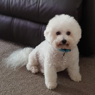 Daughter to Margaret , who has sadly passed away in 2022 and Sister to a Bichon Frise called Tito who has hijacked my Twitter, account❤️